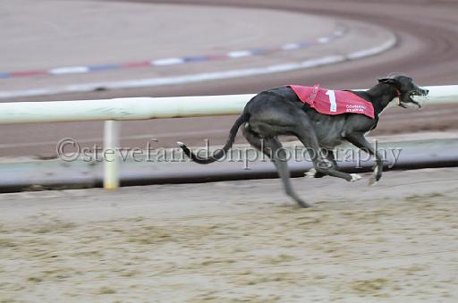 dogsaug8_0025.jpg - (C)S.FARNDON