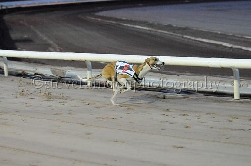 dogsaug8_0029.jpg - (C)S.FARNDON