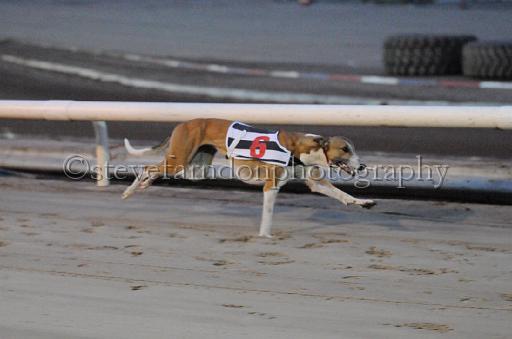 dogsaug8_0030.jpg - (C)S.FARNDON
