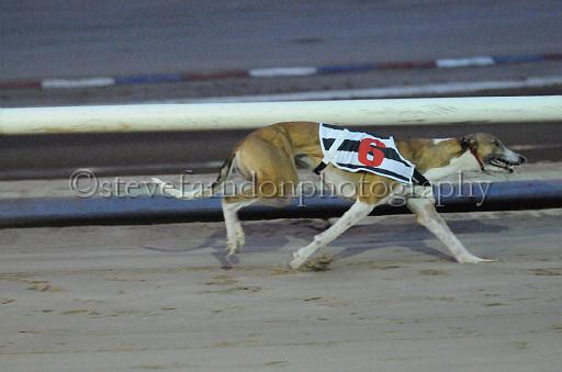 dogsaug8_0032.jpg - (C)S.FARNDON