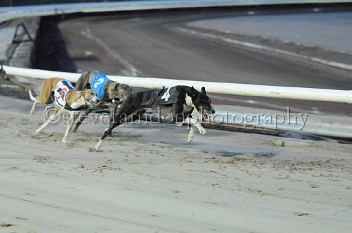 dogsaug8_0037.jpg - (C)S.FARNDON