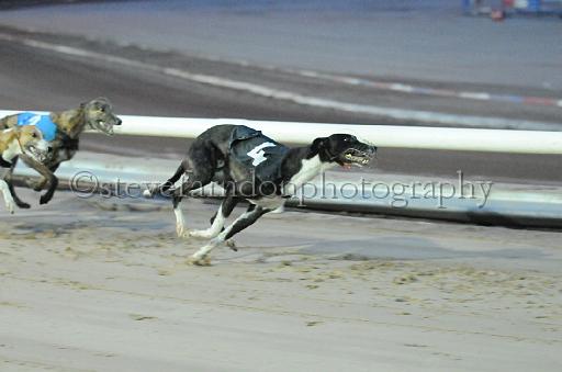 dogsaug8_0038.jpg - (C)S.FARNDON