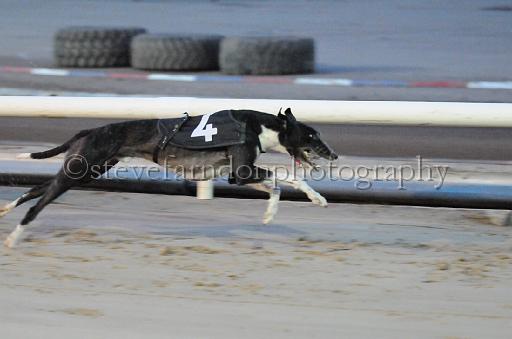 dogsaug8_0039.jpg - (C)S.FARNDON