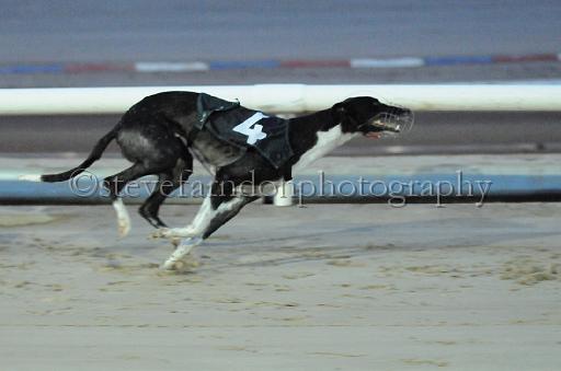 dogsaug8_0040.jpg - (C)S.FARNDON