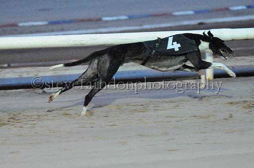 dogsaug8_0041.jpg - (C)S.FARNDON
