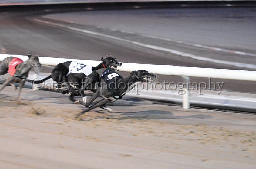 dogsaug8_0044.jpg - (C)S.FARNDON