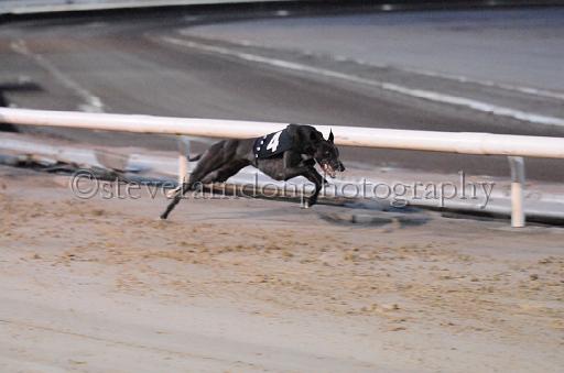 dogsaug8_0052.jpg - (C)S.FARNDON