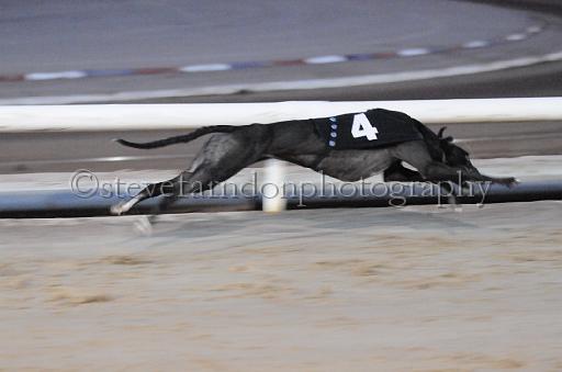 dogsaug8_0056.jpg - (C)S.FARNDON