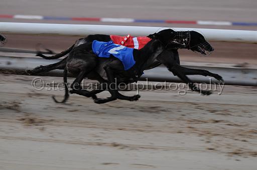 dogsaug8_0065.jpg - (C)S.FARNDON
