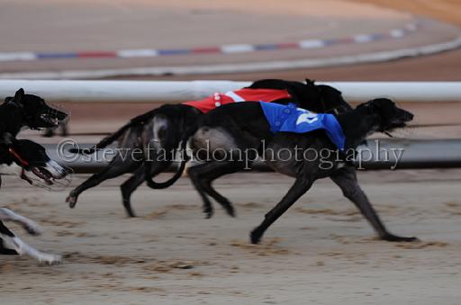 dogsaug8_0066.jpg - (C)S.FARNDON