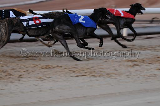 dogsaug8_0076.jpg - (C)S.FARNDON