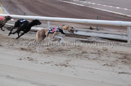 dogsaug8_0082.jpg - (C)S.FARNDON