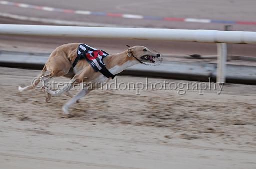 dogsaug8_0083.jpg - (C)S.FARNDON