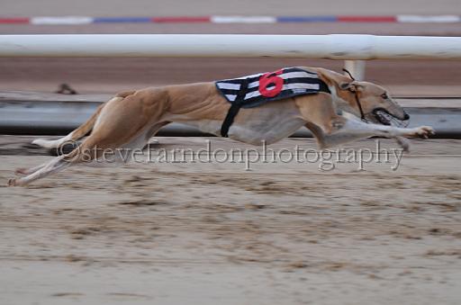 dogsaug8_0084.jpg - (C)S.FARNDON