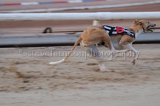 dogsaug8_0085.jpg - (C)S.FARNDON