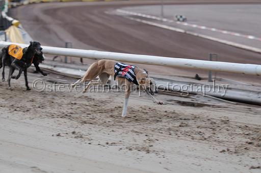 dogsaug8_0089.jpg - (C)S.FARNDON