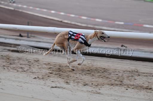 dogsaug8_0090.jpg - (C)S.FARNDON