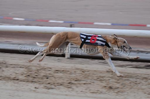 dogsaug8_0091.jpg - (C)S.FARNDON