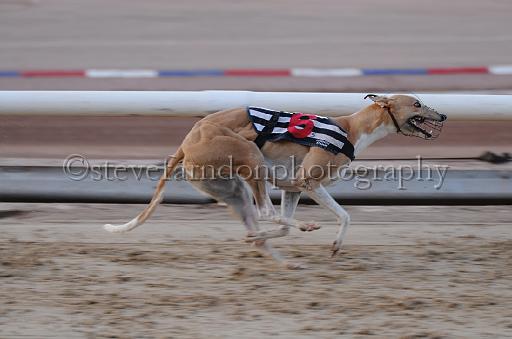dogsaug8_0092.jpg - (C)S.FARNDON