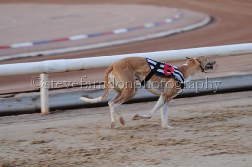 dogsaug8_0093.jpg - (C)S.FARNDON