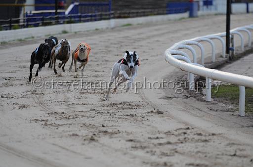 dogsaug8_0103.jpg - (C)S.FARNDON