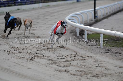 dogsaug8_0104.jpg - (C)S.FARNDON