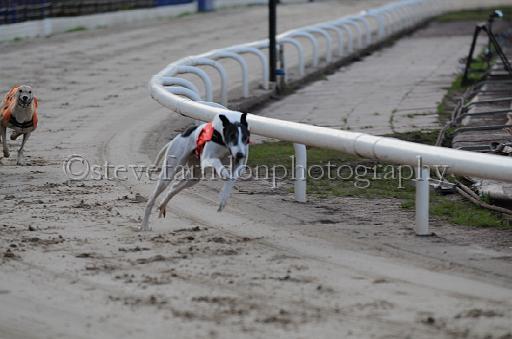 dogsaug8_0105.jpg - (C)S.FARNDON