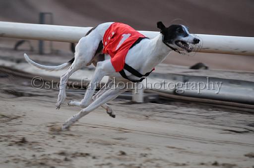 dogsaug8_0108.jpg - (C)S.FARNDON