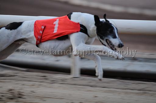 dogsaug8_0109.jpg - (C)S.FARNDON