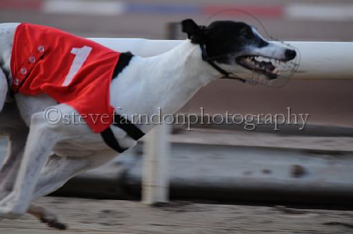 dogsaug8_0110.jpg - (C)S.FARNDON