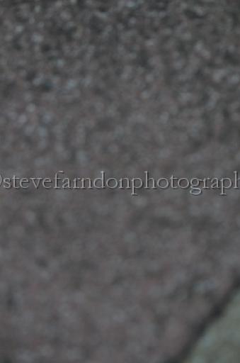 dogsaug8_0113.jpg - (C)S.FARNDON