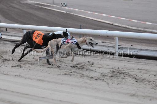 dogsaug8_0117.jpg - (C)S.FARNDON