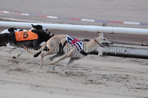 dogsaug8_0118.jpg - (C)S.FARNDON