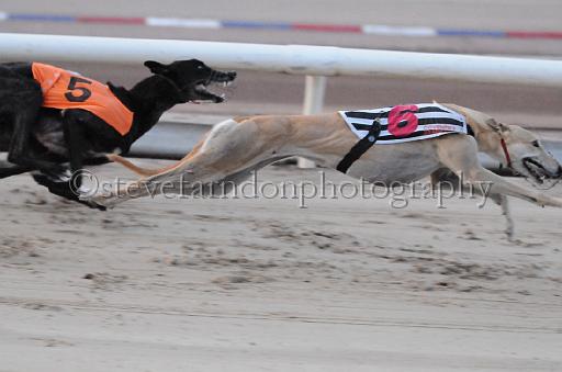 dogsaug8_0119.jpg - (C)S.FARNDON