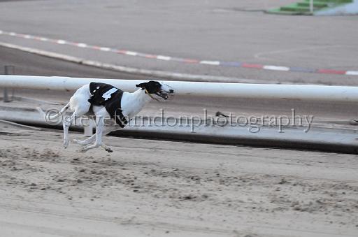 dogsaug8_0124.jpg - (C)S.FARNDON