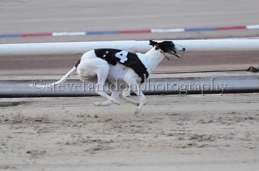 dogsaug8_0126.jpg - (C)S.FARNDON