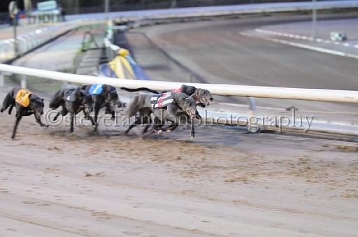 dogsaug8_0130.jpg - (C)S.FARNDON