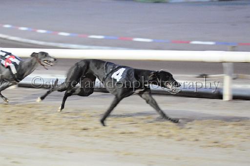 dogsaug8_0136.jpg - (C)S.FARNDON