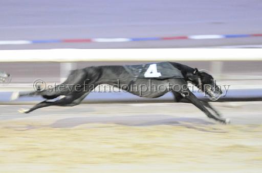 dogsaug8_0137.jpg - (C)S.FARNDON