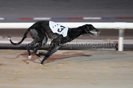 dogsaug8_0147.jpg - (C)S.FARNDON