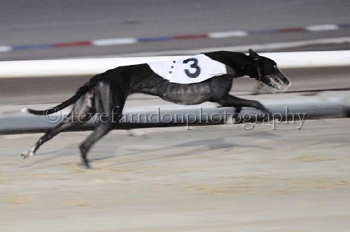 dogsaug8_0148.jpg - (C)S.FARNDON