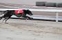 dogsaug8_0011