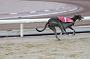 dogsaug8_0025