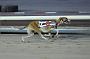dogsaug8_0031