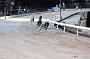 dogsaug8_0048