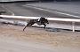 dogsaug8_0052