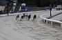 dogsaug8_0059