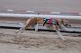 dogsaug8_0091