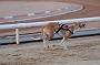 dogsaug8_0093