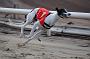 dogsaug8_0108